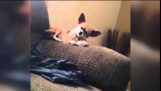 Sleepy hund faller utanför soffan