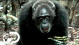 Più brutale Scimpanzé Society mai scoperto | Rise of the Apes Guerriero