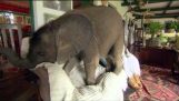 Baby elefánt okoz pusztítást otthon