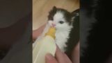 Rescue Kitten Wiggles ørene