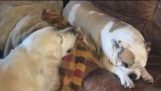 Un Bulldog & a Golden Retriever negotiate who will meet with the sofa at naptime