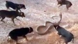 タイでビデオテープに録画した犬のパックでスクランブル野生の巨大なコブラ