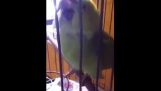 Реакция попугай, После появления ребенка в доме