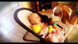 Syyllinen koira pahoittelee vauva varastaa hänen lelu