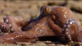 Чрезвычайный Octopus принимает К ЗЕМЛЕ – Охота – Би-би-си Земля