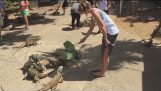 Pato atacou a mulher quem alimentou lagartos