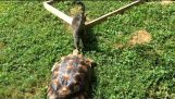 A turtle follows a cat everywhere