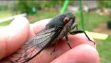 Cicada reddet fra fugl