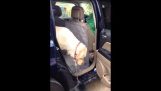 הכלב מסייע אחרים כלב מהמכונית