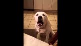 Cachorro diz “blah, blah, blá….”