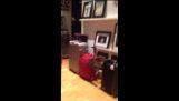 Zabavan mačka zaglavljeni u koferu