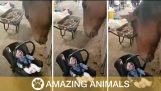 En häst stenar en baby