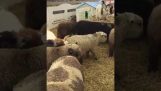 Małe Goat Chmiel na początku Sheep