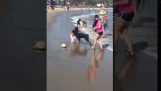 समुद्र तट विफल पर कुत्तों