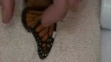 How to repair the wings of a butterfly
