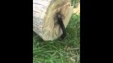 Guy schneidet sich Baum, but there’s a snake inside