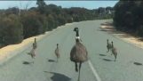 Rodzina sobie biegać na drodze