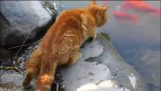 Pisica prinde un pește