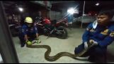 Borttagning av en python från taket på ett hus (Indonesien)