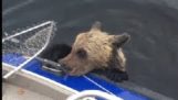 Russische Fischer Rettung zwei Bären in Wasser