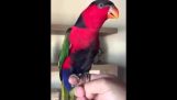 Um papagaio imita a batida do telefone