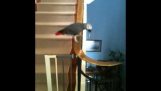 Papagáj zostupuje po schodoch