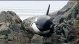 Kayalarda got şaşırıp kalmış bir katil balina kurtarılması