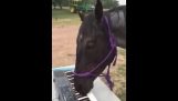 Un caballo solarei en teclados