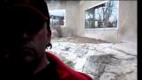 Monstruoso gorila intenta atacar a visitante del zoo a través del vidrio