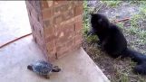 Cat and turtle