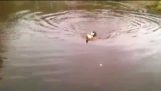 Hunden redder en druknende katt