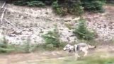 Wolf Chases Family Car