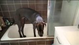 Dogue alemão adora seu tempo de banho