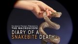 Dnevnik smrti ujed zmije