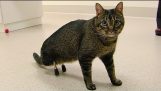 Täytä kissan ISU eläinlääkärit varustettiin hyvin harvinainen prosthetic jalat