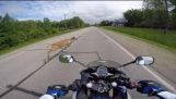 Motocicleta afisari cerb! ACCIDENT