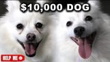 Perro en $ 10000 vs perro en $ 1