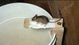 Bouwen van een betere muis val, met behulp van video anti-afluister
