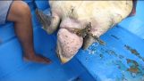 Sea Turtle Verstrikt in Ghost Net Gered
