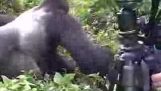 Gorilla vetää ranger