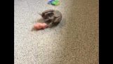 Rollie the armadillo plays with favorite toy