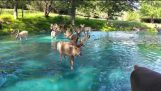magisk natur – Bucks i vannet