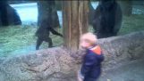 Fiú játszik bújócskát a baba Gorilla