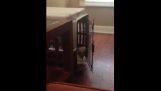 Лінива собака потрапляє себе в обличчя з латами дверима