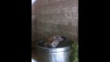 Hyena robí osviežujúci kúpeľ