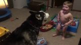 Um bebê fala com um husky
