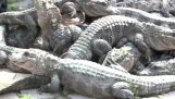 Kymmeniä julkaisi alligaattorit puistossa