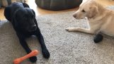 Две собаки в захватывающей гонке