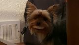 כלב עם שיניים נפלאות