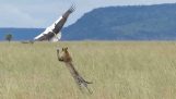 Stork contre le léopard